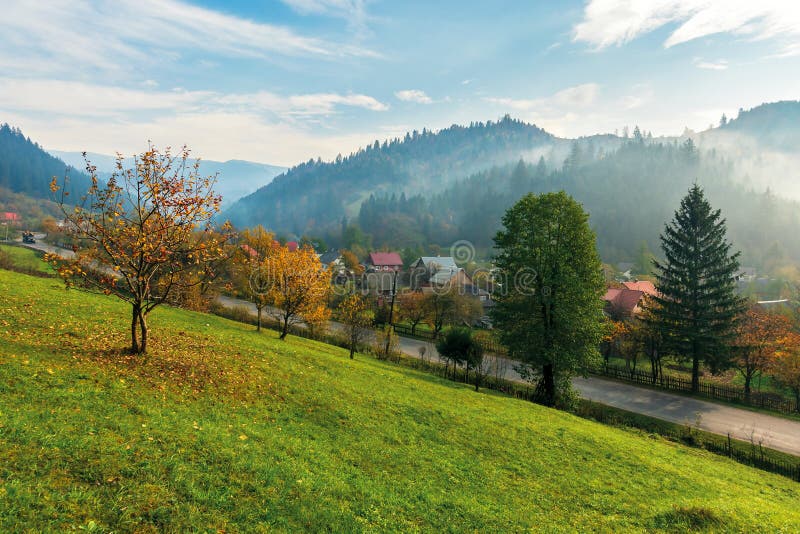 Orchard on a grassy hill in the rural valley