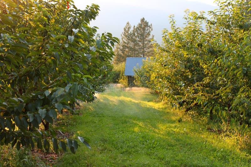 Orchard irrigation stock image. Image of watering, canada 10698491