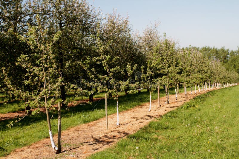 Orchard Of Mixed Age Cider Apple Trees Stock Photo Image of orchard