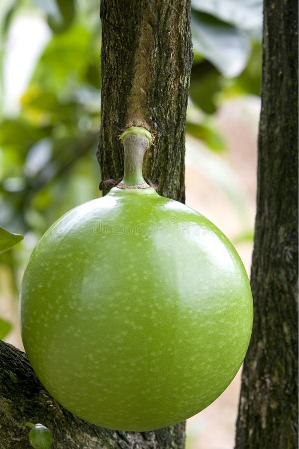 Orchard Pomelo stock image. Image of fresh, plant, maxima 7420547