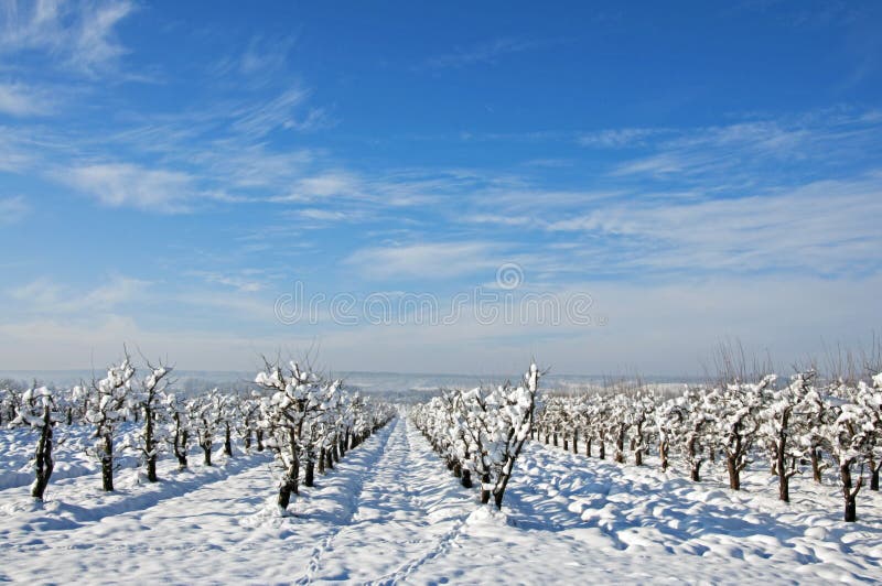 Orchard projected on snow field