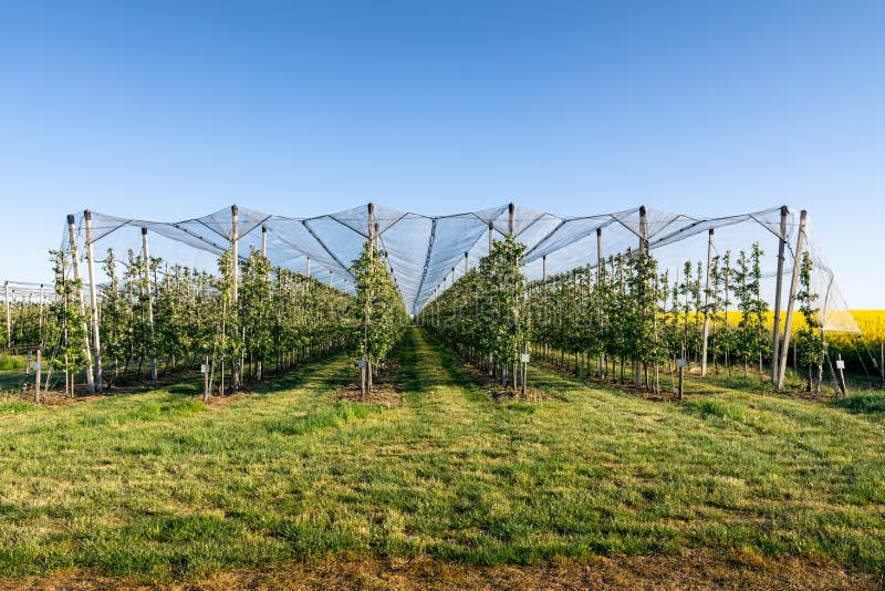 Orchard protection system stock image. Image of plant 304174321