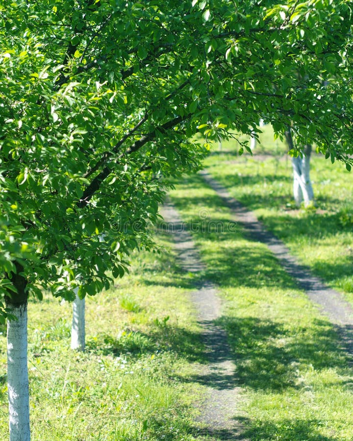 White road line stock image. Image of pattern, askew 35627497