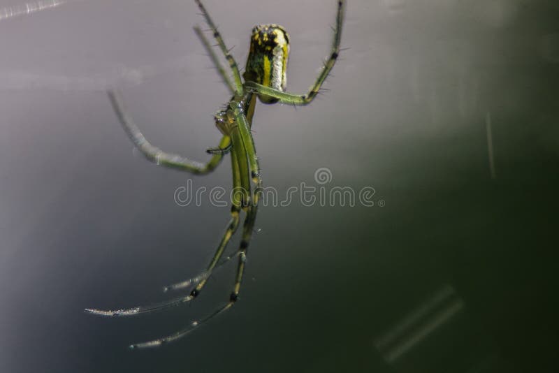 Spider upside down in web stock image. Image of arachnid 3297567