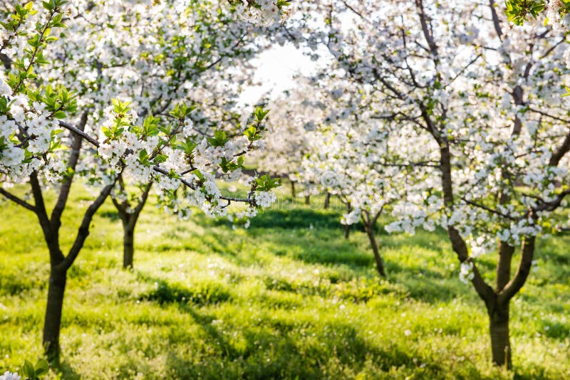 Orchard in spring