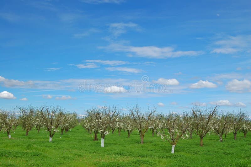 Orchard in springtime