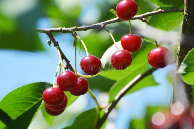 Cherry Fruits Ripen on a Tree Branch Stock Image Image of farming, color 236392245