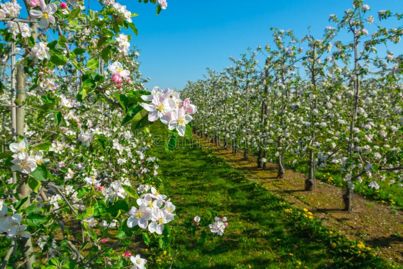 Orchards with pink spring blossom of apple fruit tree royalty free stock images Orchards with pink spring blossom of apple fruit tree royalty free stock images