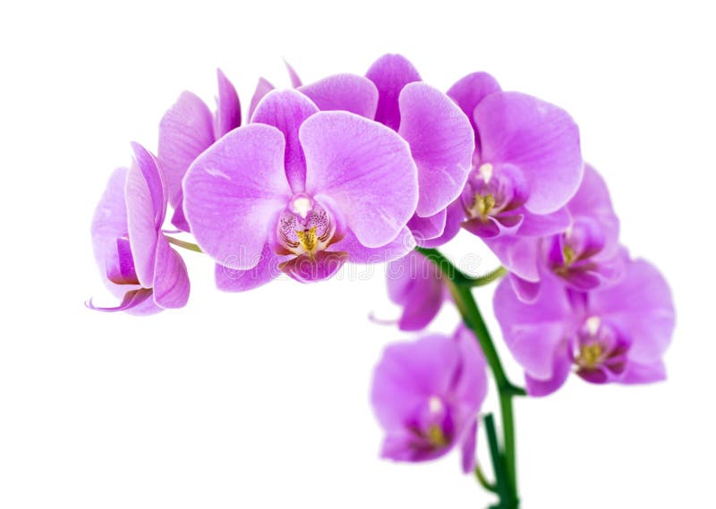 L'orchidée Bleue, Mauve, Violette De Branche Fleurit, Orchidaceae,  Phalaenopsis Connu Sous Le Nom D'orchidée De Mite, Phal Abrégé Photo stock  - Image du exotique, nature: 64701128