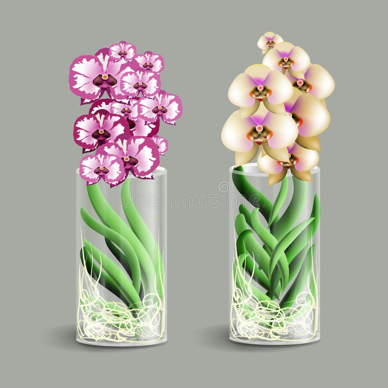 Orchidée De Vanda Dans Un Vase En Verre Fleur Tropicale D'Epiphyte Élément  Du Décor à La Maison Le Symbole De La Croissance Et De Illustration de  Vecteur - Illustration du retrait, violette: