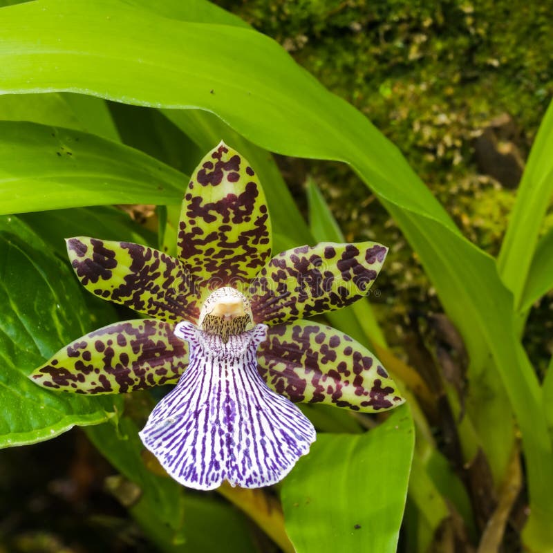 Orchidée exotique image stock. Image du lames, endroits - 4670089