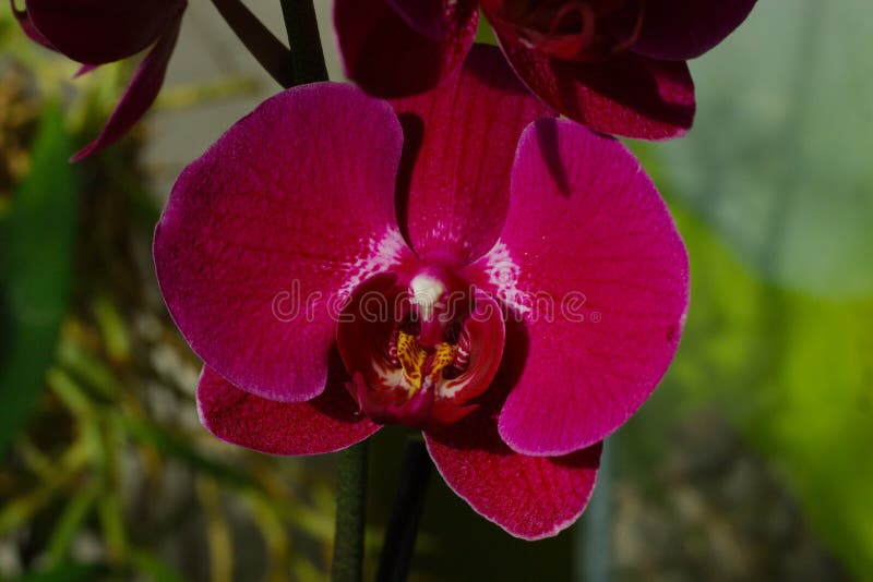 Orchidée Rouge-foncé De Phalaenopsis Image stock - Image du orchidée, rouge:  66598257