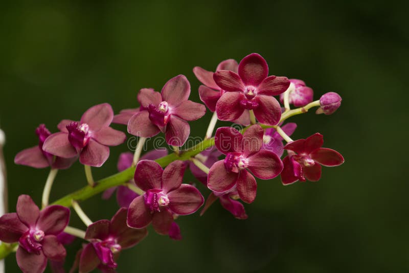 Orchidée Rouge Parfumée ; Vanda Orchide Photo stock - Image du problèmes,  branchement: 32890946