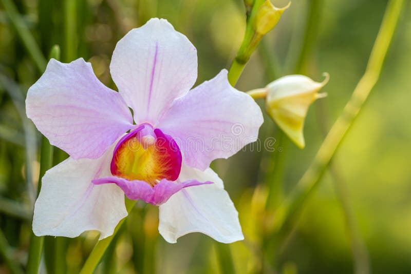 Orchidée Sauvage Violette Blanche, Vanda Teres Sys Photo stock - Image du  coloré, lumineux: 164445426