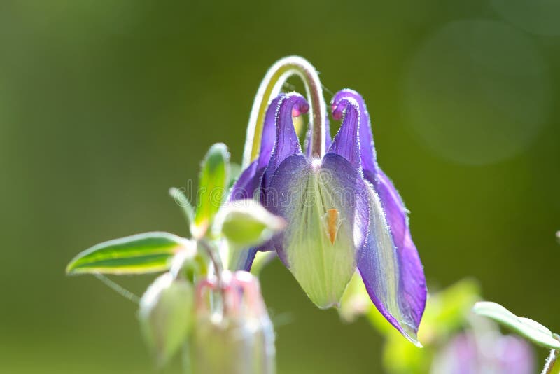 125 Photos de Orchidée Sauvage Bleue - Photos de stock gratuites et libres  de droits de Dreamstime