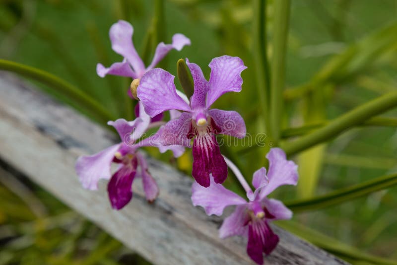 Orchidée violette sauvage photo stock. Image du coloré - 82358986