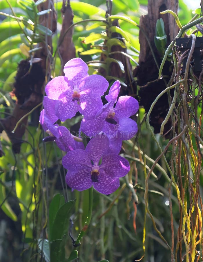 Orchidée Violette Vanda Avec Motif Tacheté Photo stock - Image du grand,  collecteurs: 226769436