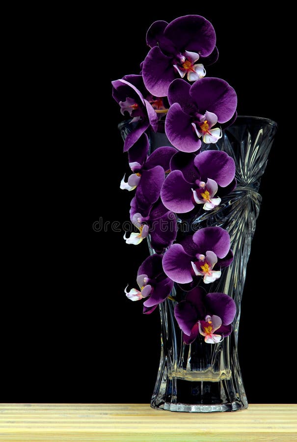 Orchidées De Phalaenopsis Violet Foncé Dans Un Vase De Verre Sur Fond Noir  Photo stock - Image du noir, exotique: 165386088