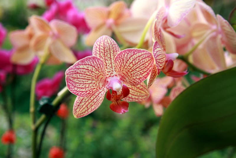 Orchid