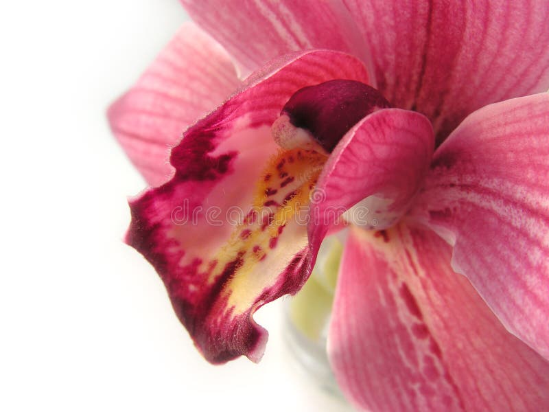 Orchid 2