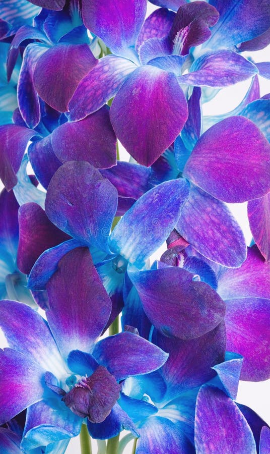 Purplish Blue Orchids stock image. Image of beautiful 11729893