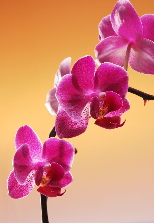 Orchid