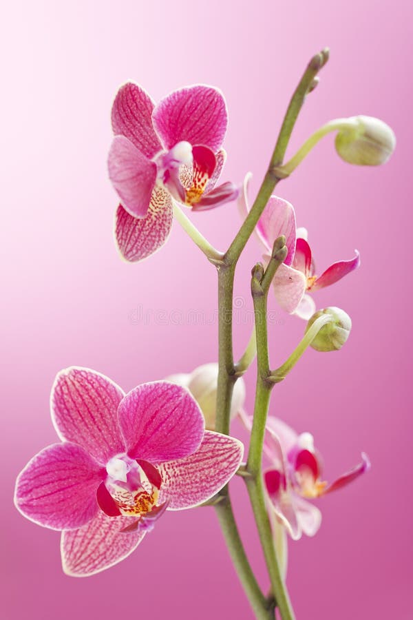 Orchid