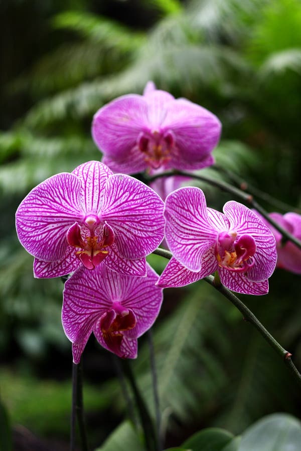 Japanese Orchid Garden Stock Photos Download 657 Royalty Free Photos