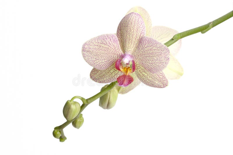 Orchid