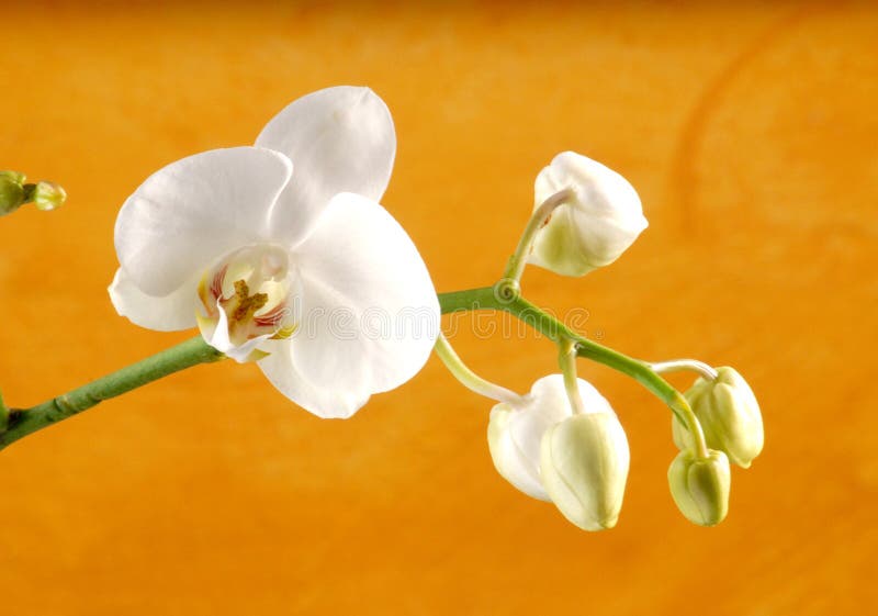 Weiß Orchidee.