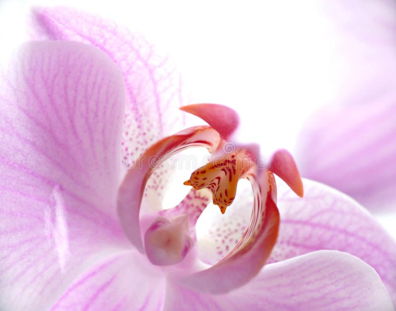 Orchid background