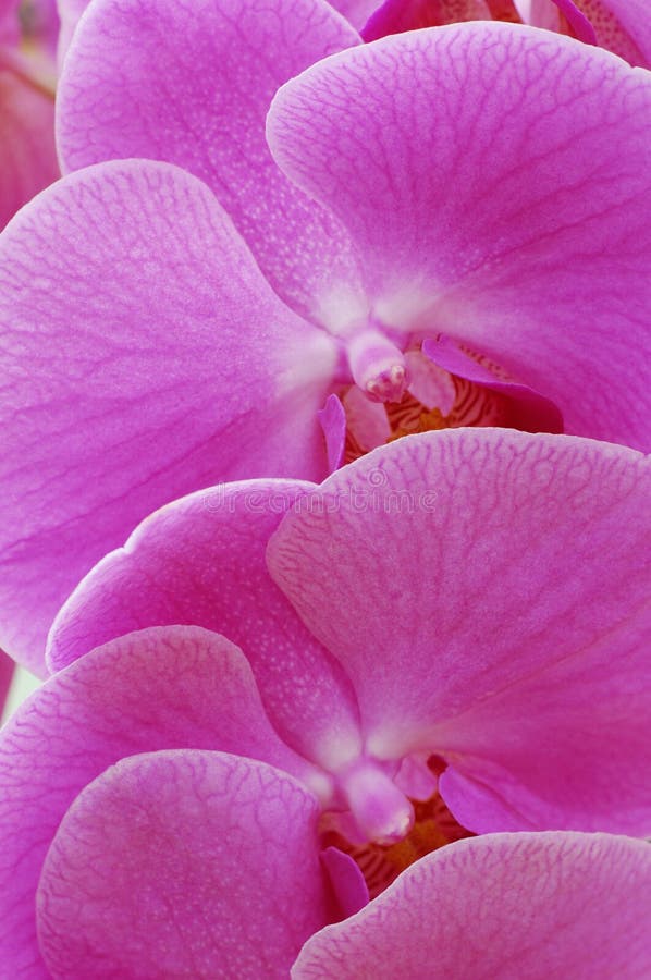 Orchid background