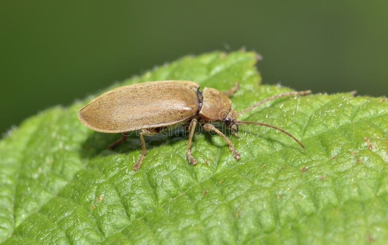 Orchid Beetle stock photo. Image of cervinus, england 93676548