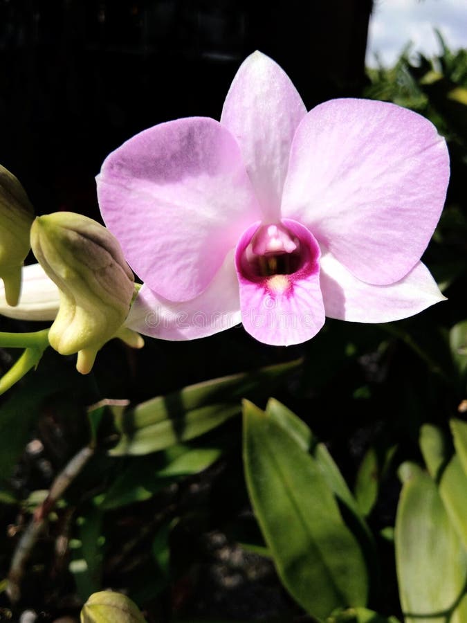 Orchid blossom stock photo. Image of stalk, light, orchid 107433422