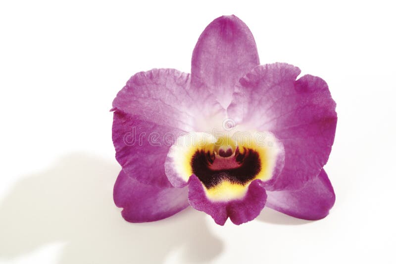 Orchid blossom (Orchidaceae), close-up