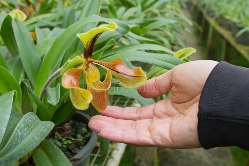 Orchid care hand touching flower of orchid