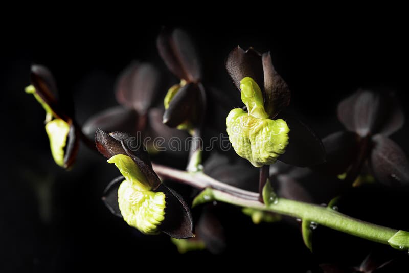 Catasetum Stock Photos - Free & Royalty-Free Stock Photos from Dreamstime