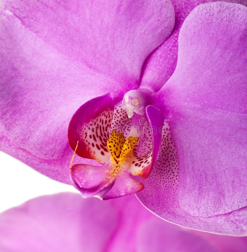 Orchid close up 3 stock photo. Image of closed, colors 13228710
