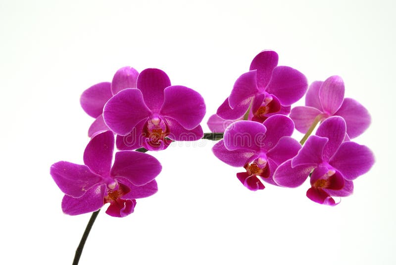 Orchid - dark pink stock photo
