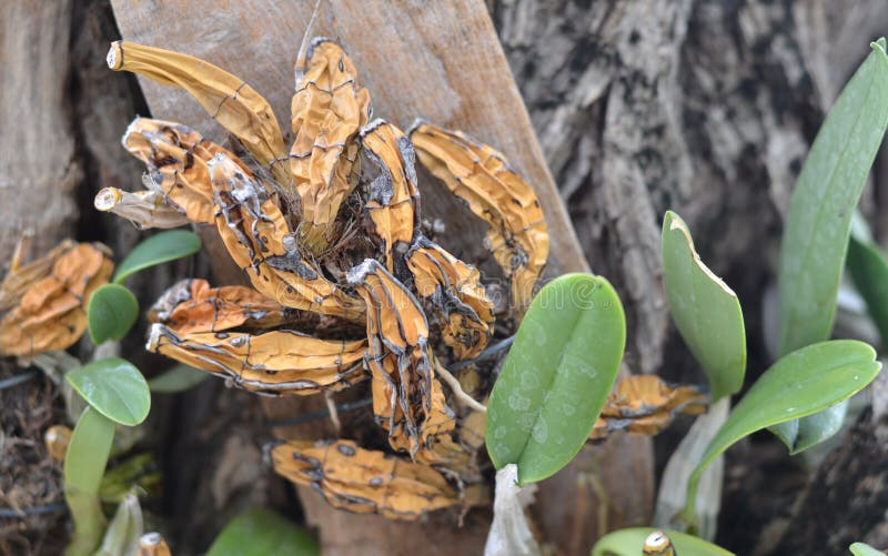 Death Orchid Plant in Pot on White Table. Wrong Care Stock Image