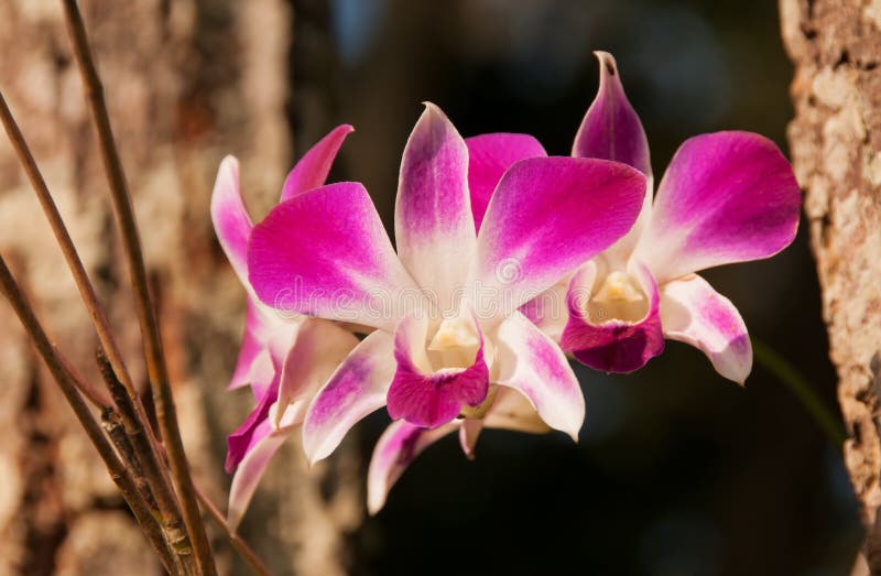 Orchid Dendrobium