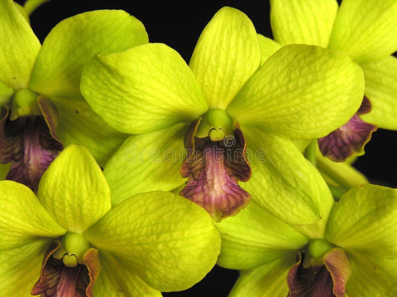 Orchid: Dendrobium green stock image. Image of couple - 1002911