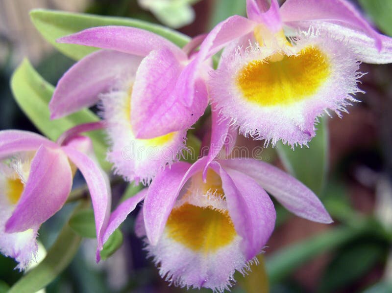 Orchid Dendrobium