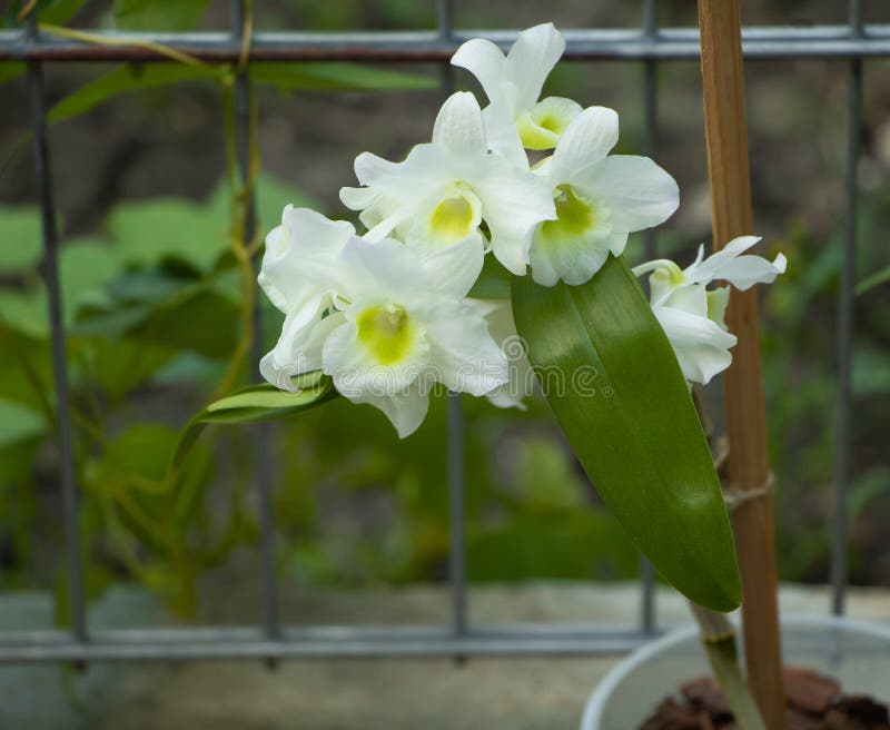 Orchid Dendrobium Nobile in Very Beautiful White Blooms Stock Image - Image  of orchidaceae, elegant: 191334161