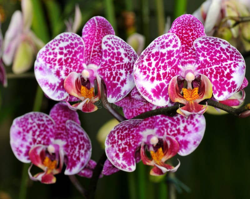 Orchid Doritaenopsis stock image. Image of orchids, landscape - 5077959