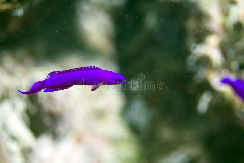 Orchid dottyback (pseudochromis fridmani)