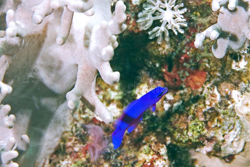 Orchid dottyback (pseudochromis fridmani)