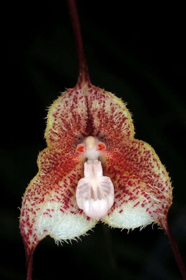 Orchid Dracula astuta