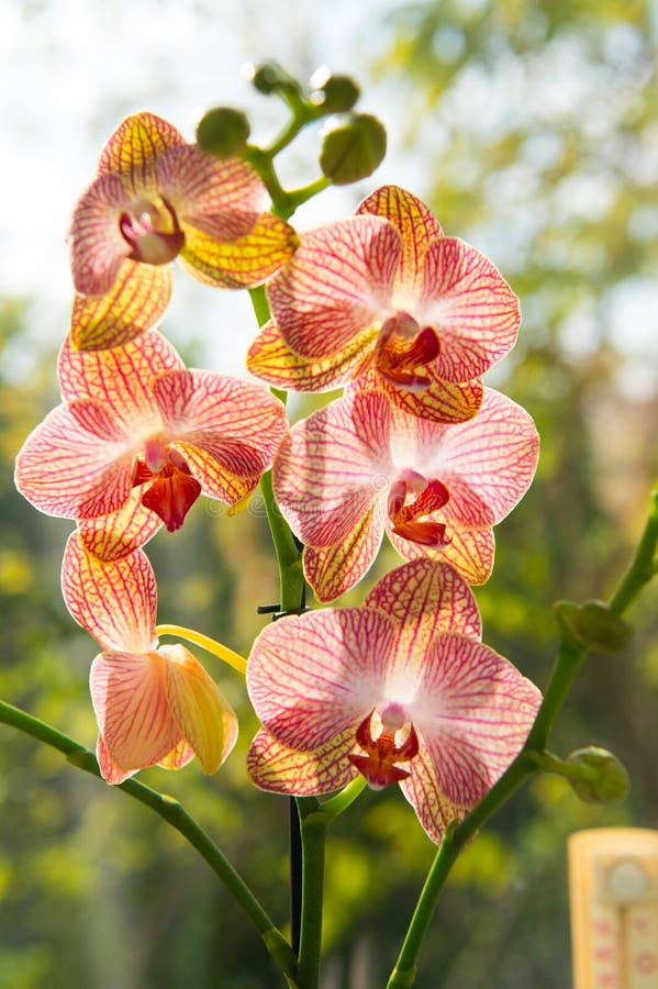 Phalaenopsis Orchid. Floral Concept. Orchid Growing Tips. How Take Care of  Orchid Plants Indoors Photo stock - Image du botanique, achat: 149666612