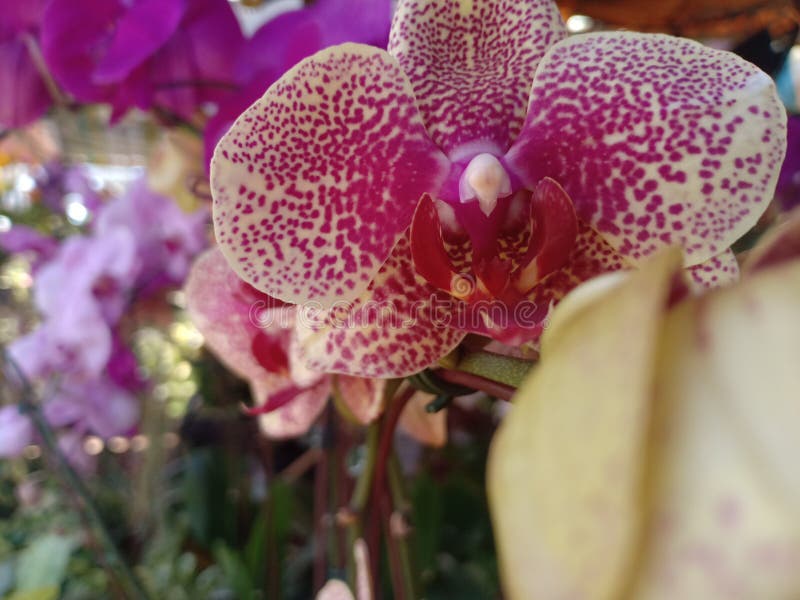 Orchid?e photographie stock libre de droits Orchid?e photographie stock libre de droits